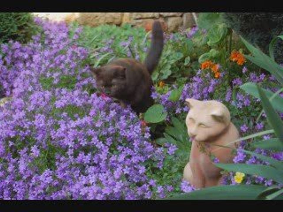 BB  DAIKOO & ENZO diapo 2009 & NANA british shorthair