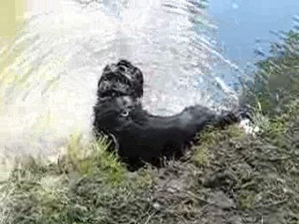 BAIGNADE A SULLY