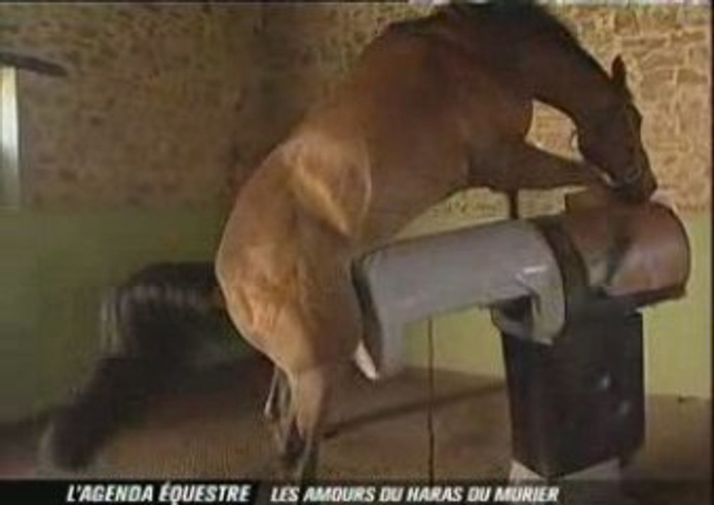 "Les amours du Haras du Mûrier"