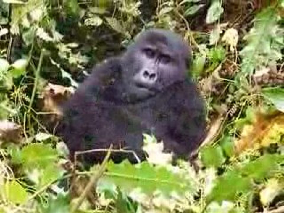 Gorille en Ouganda