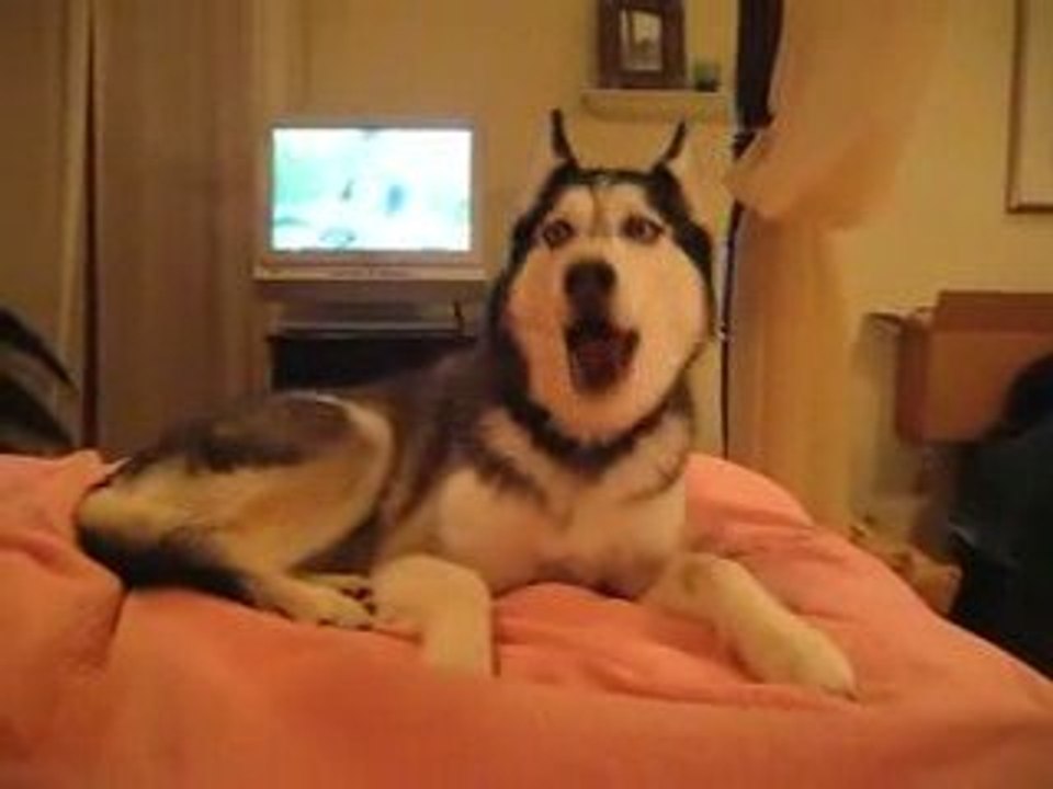 Anche i cani parlano - même les chiens parlent