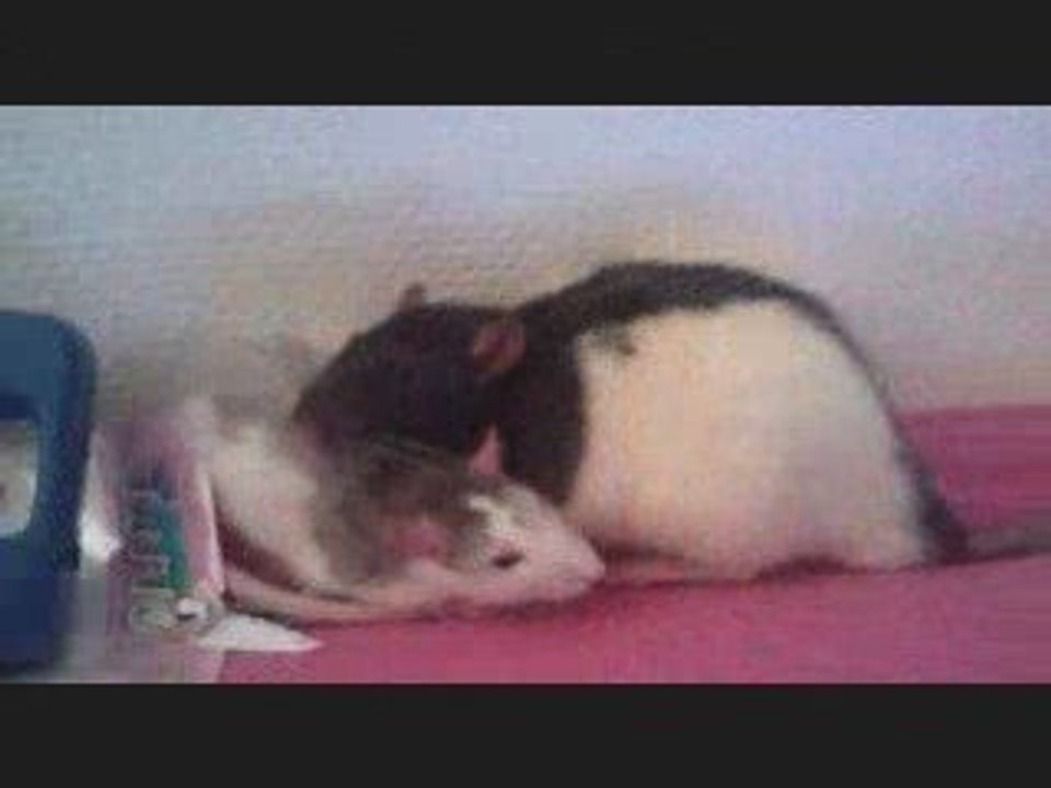 mes rats