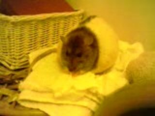 My rat, Ellie-May Squish, eating tissues