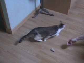 Chanel après stérilisation