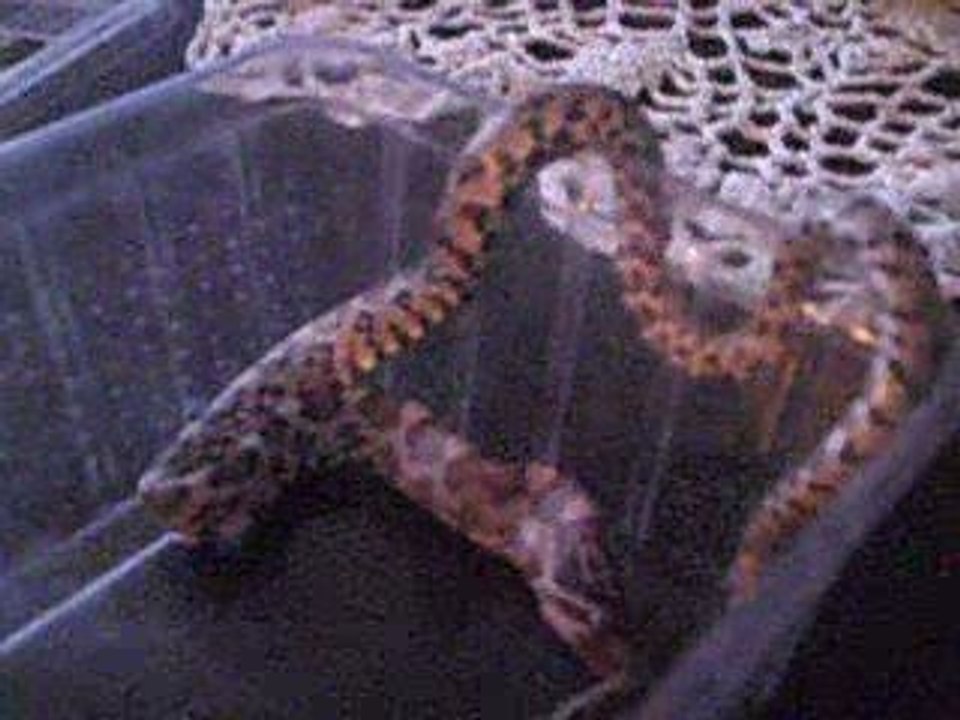 Repas de newton et kha