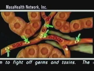 2 MHN Actual Dog-fish shark