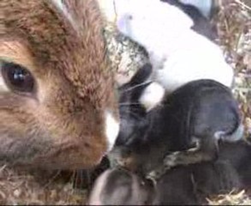LAPINS une semaine et deux  jours