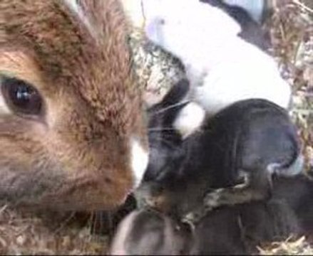 LAPINS une semaine et deux jours
