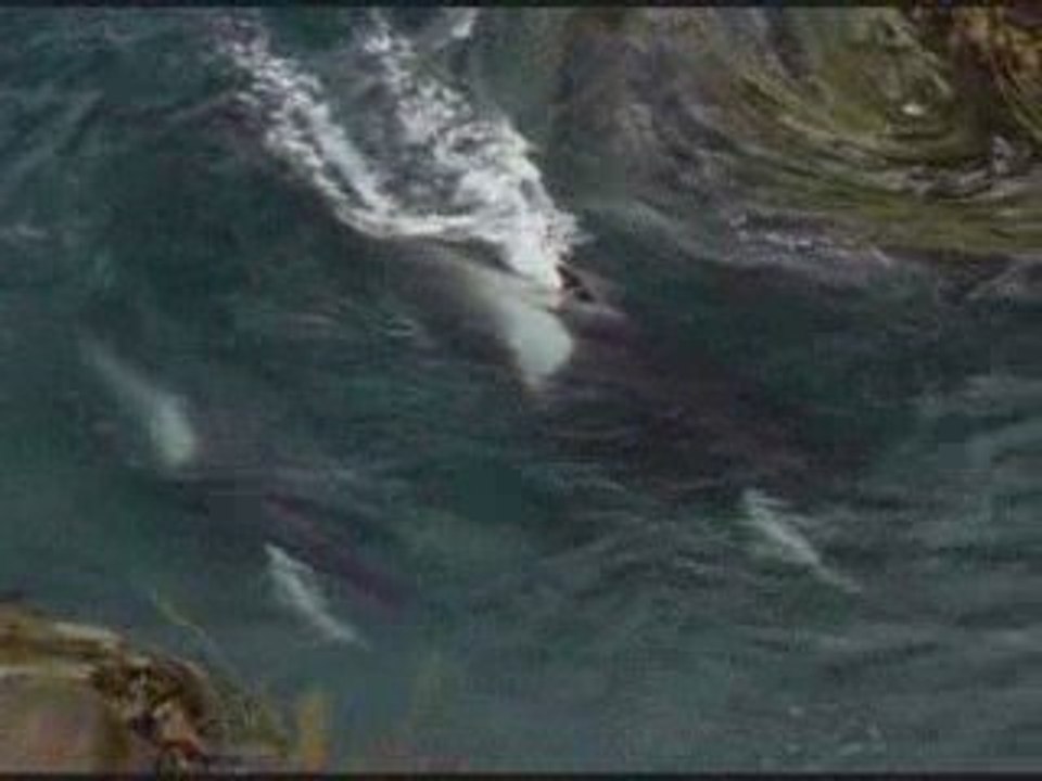 Orques prédateurs des mers