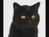 Un gatto nero