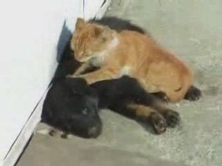 Rubia calentona masajea a negro