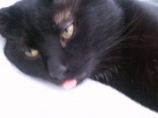 Chat qui tire la langue