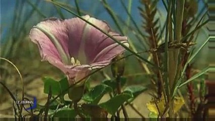 Brem-sur-Mer : Le rosé