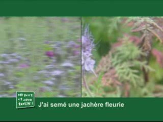 J'ai semé une jachère fleurie