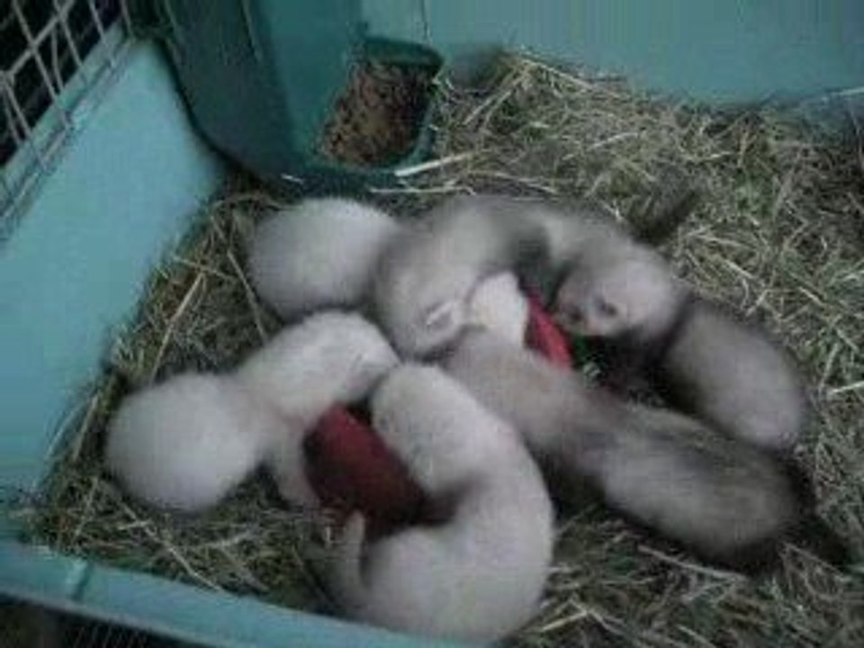 gamelle de dogador hmmm