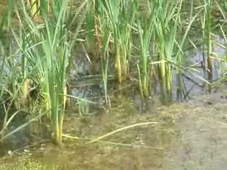 *...Journée de l'environnement avec les CM1 CM2...***°