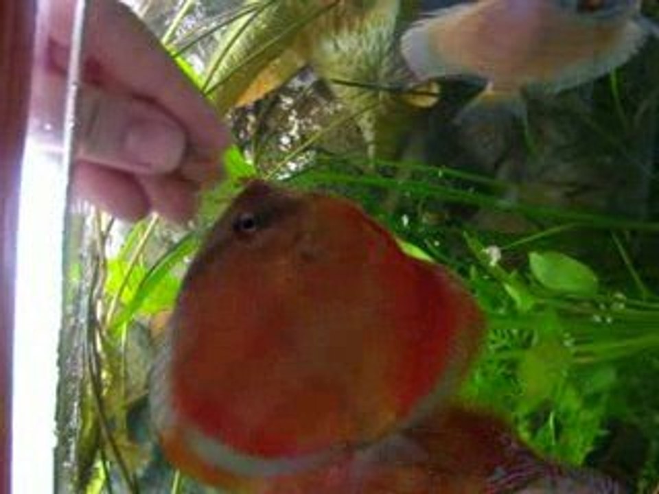 Sanmerah mange dans la main