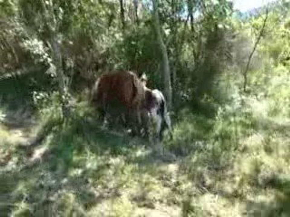 MOV00077