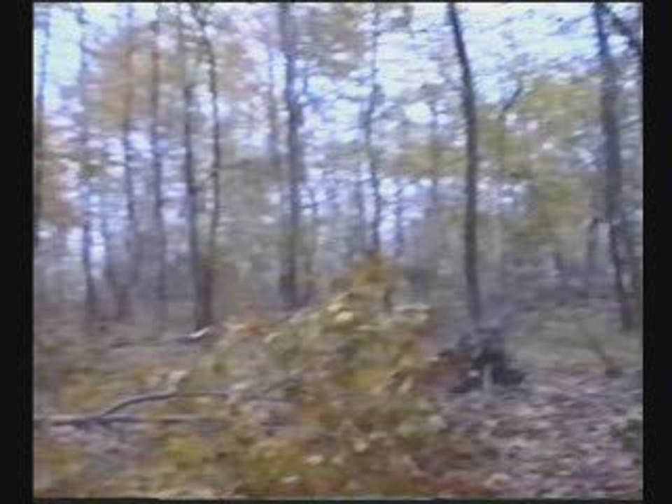 kalp sesi ve kanat sesi...