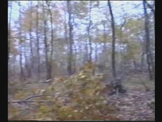 kalp sesi ve kanat sesi...