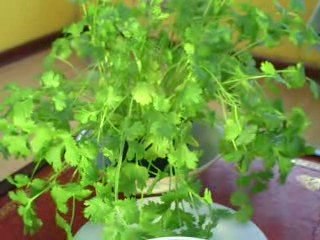 Coriander (Coriandrum sativum) Cilantro,