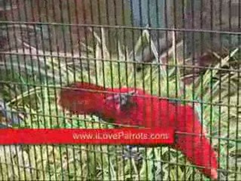 Parrot