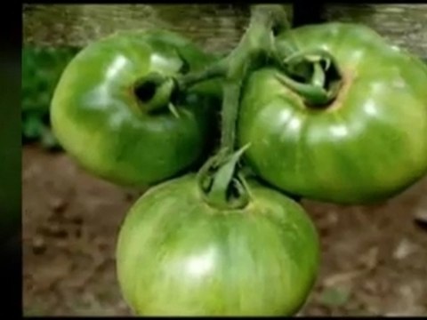 Great Summer Garden Plants and Vegetables