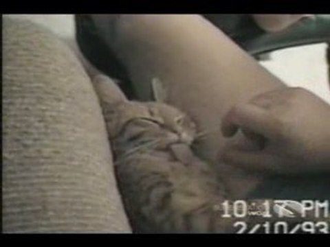 Cute cat sleeps with tongue sticking out
