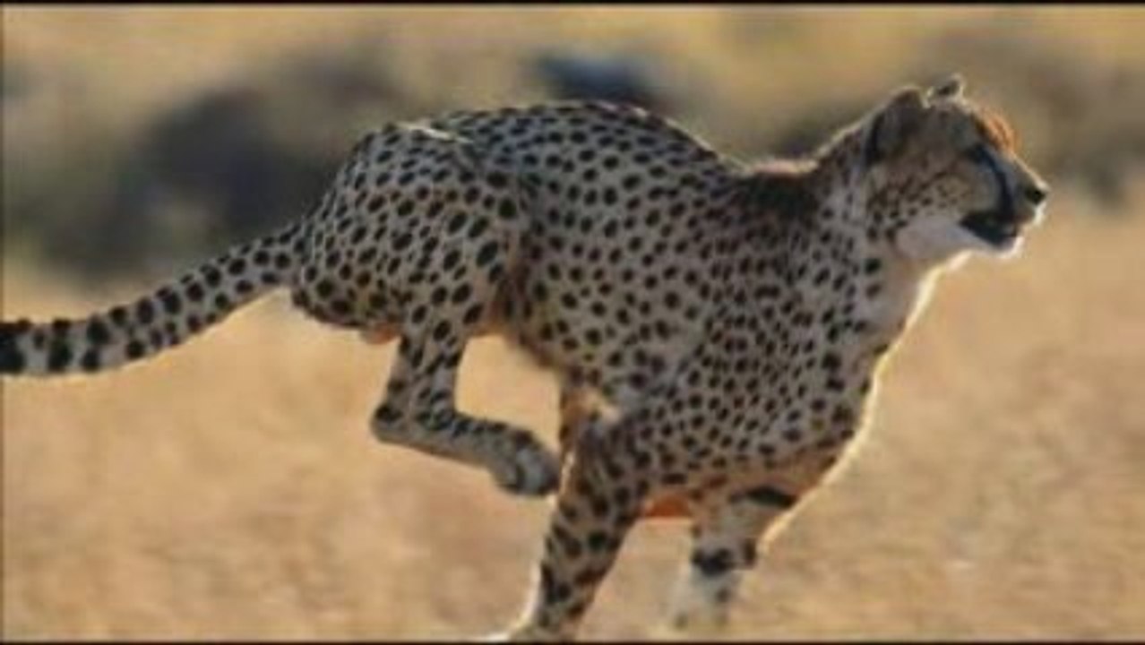 Gepard