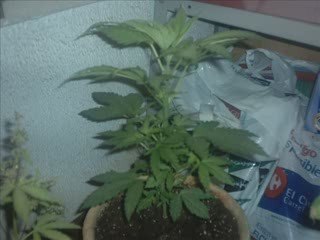 MACHO I HEMBRA DEL CANNABIS