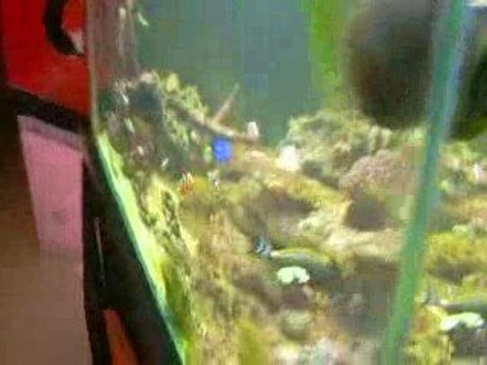 Aquarium de john976 [AR83] CLUB Aquarium Recifal 83