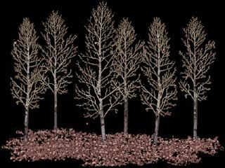 dort mevsimi yasayin