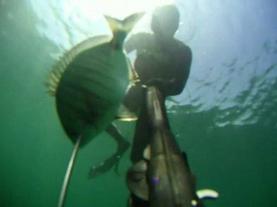 chasse sous marine: Sars