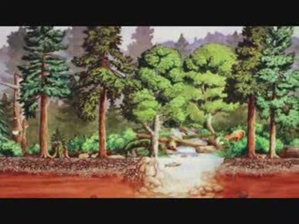 HEALTHY LIVING Paul Stamets on Fungi:Benefactors of all Eart