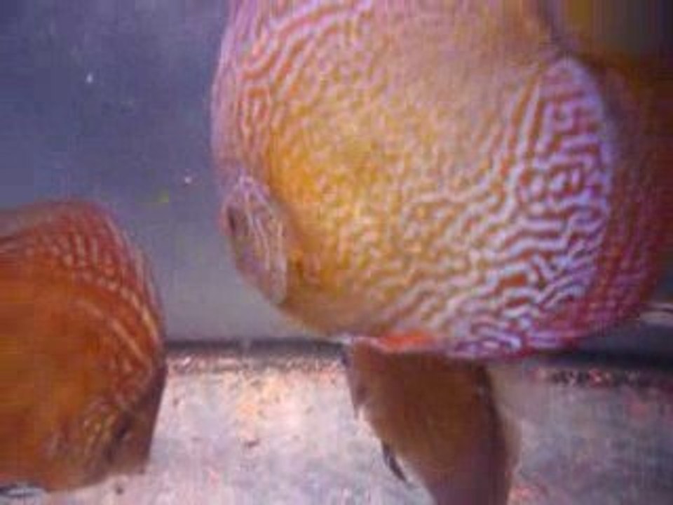 Discus phong 8 mois et demi