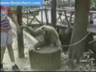 Gratte moi la tête (singe)