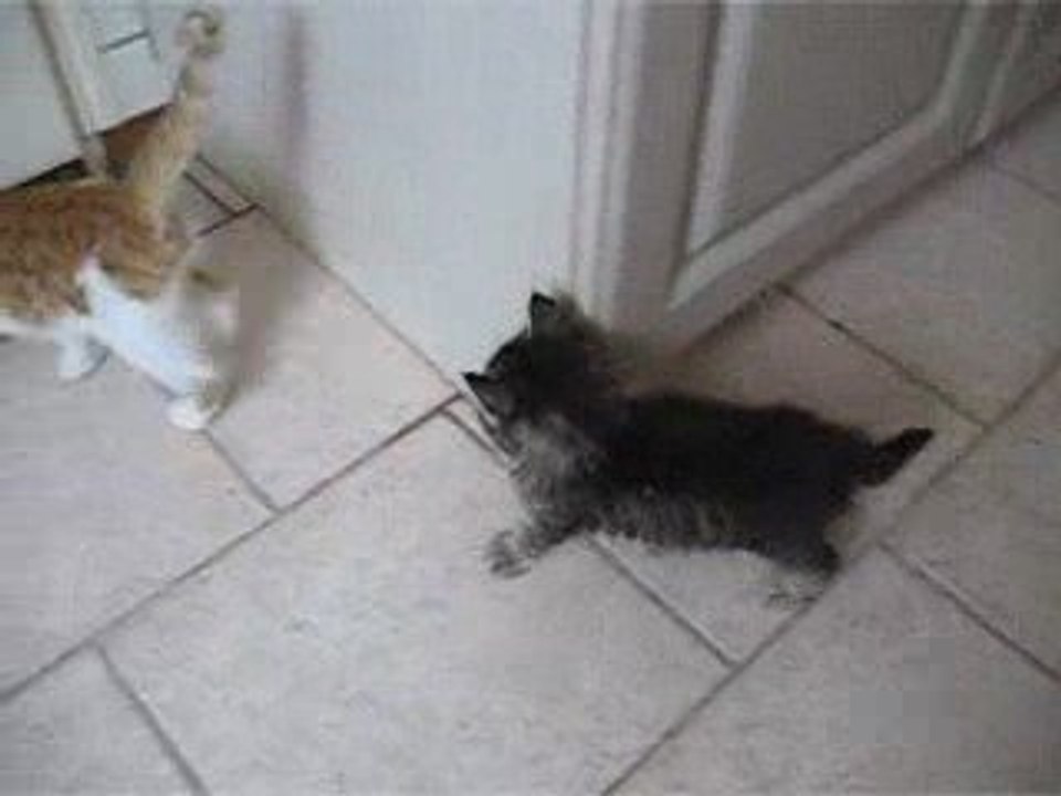 Deux chatons jouent à Cats'house 14 JUIN 2009 018