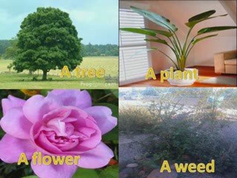 English lessons CLASS 2 clases de ingles