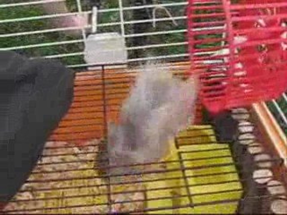 CRAZY HAM