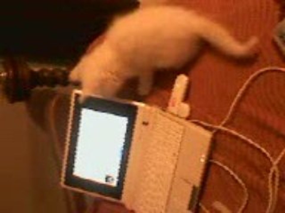 mon chat