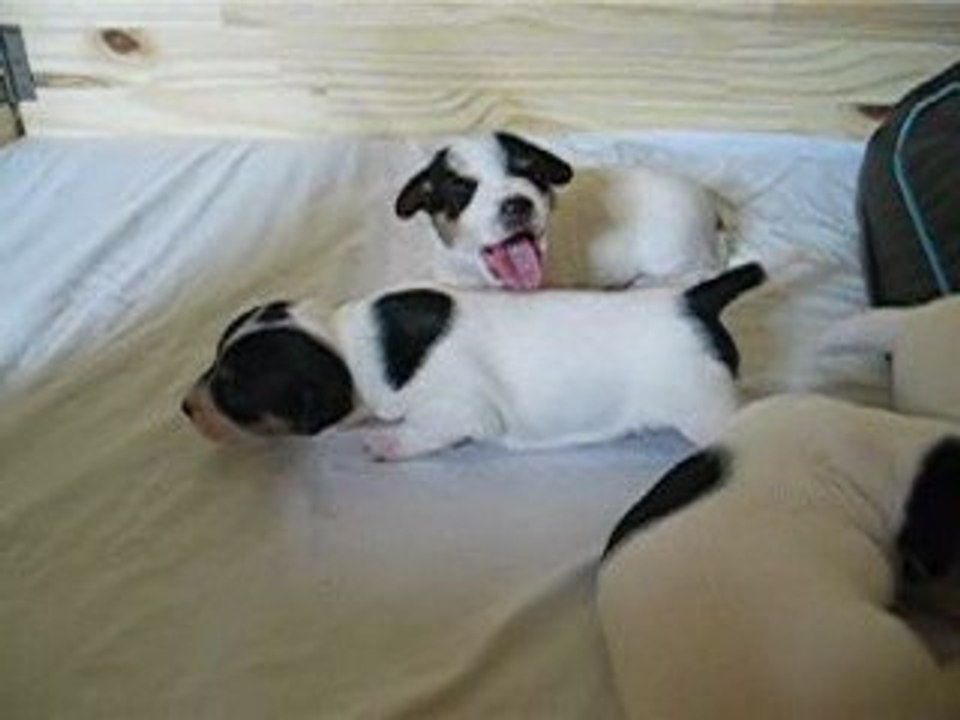 Les crapules III (semaine 3)