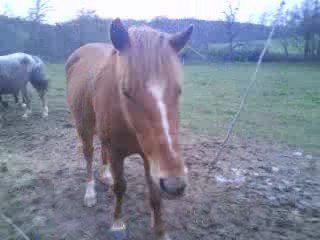 Mes piti poneys !!!!!! <3