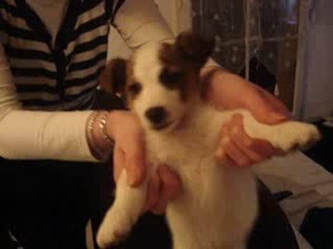 Mon chiot qui danse