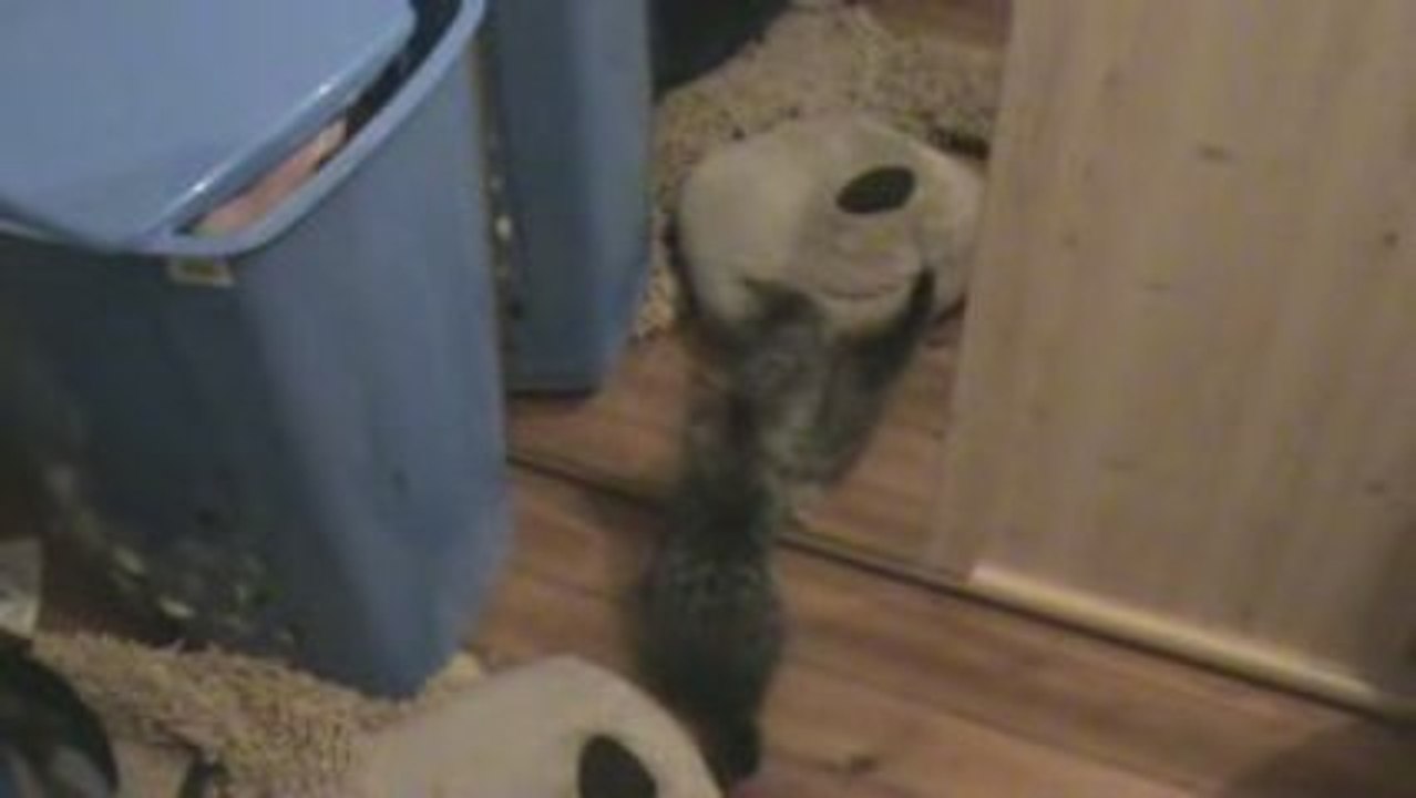 la preiere fois keigo dans la glace