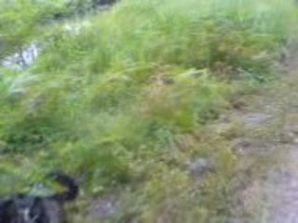 session au bois 2 v elo american staff