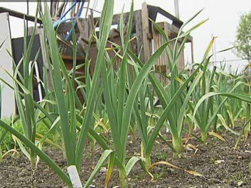 Queen installs a vegetable patch