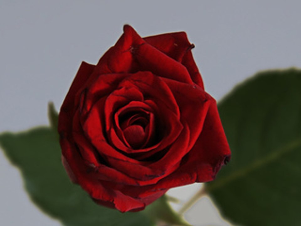 la série reprises - Bon Jovi - Bed of roses