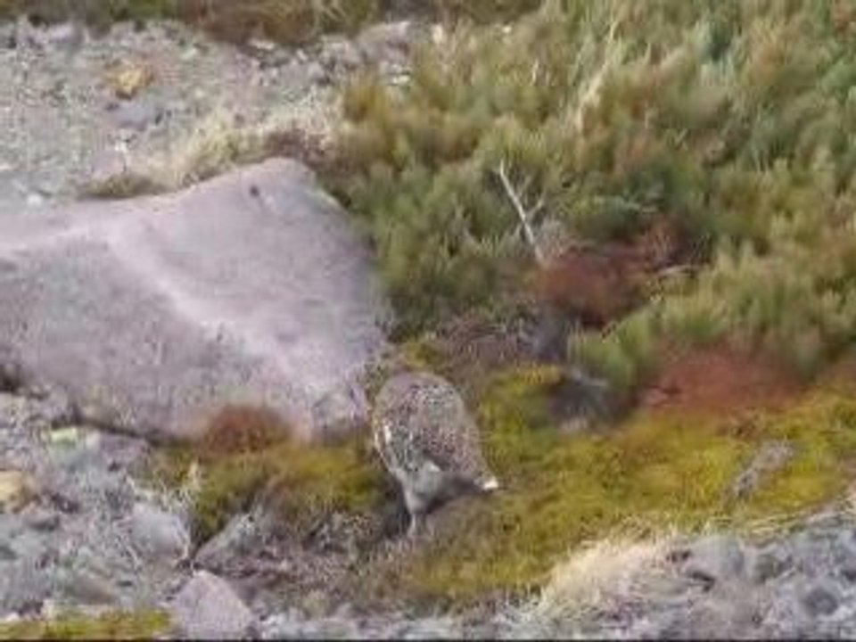 白山にて70年ぶりに確認された雷鳥