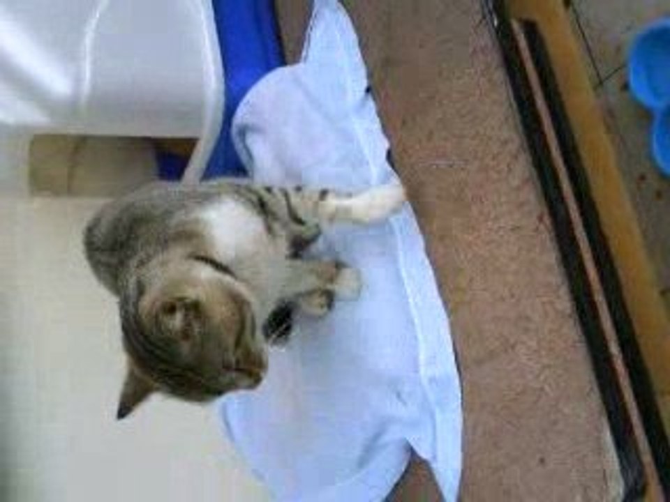 Mon p'tit chat Pythagore