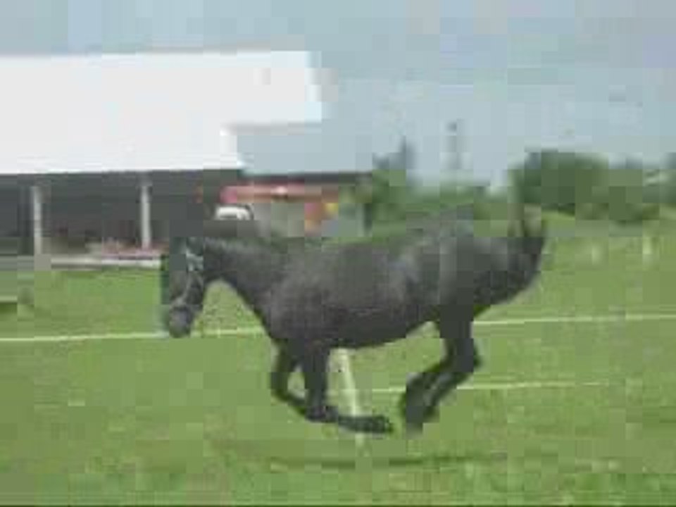 Miracle Bella lullaby